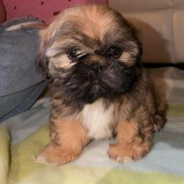 Benito - Tricolor male Shih Tzu puppy in Azusa, California from RJ Shih Tzu lover