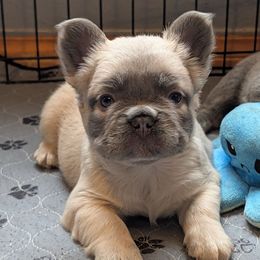 Boy 2 - Fawn male French Bulldog puppy in Battle Ground, Washington from Ferguson's Bulldogs