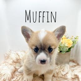 Muffin - Red female Pembroke Welsh Corgi puppy in Goldthwaite, Texas from Everlove Pembroke Welsh Corgis