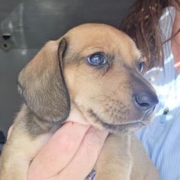 Maevis's red or cream smooth boy - Red male Dachshund puppy in Declo, Idaho from Dozendachs