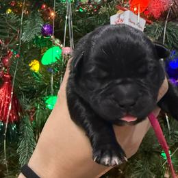 Cupid - Black female Cane Corso puppy in Utah from 3Lake Kennelz