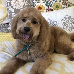 Lulu - Goldendoodle
