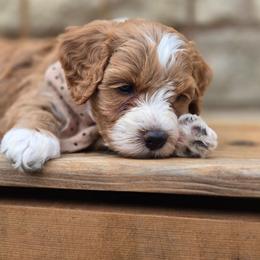 Rusty - Red  male Goldendoodle puppy in Leander, Texas from Doodle Doula
