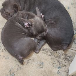 French Bulldog All Grown Up from Fetching Frenchies of SWFL