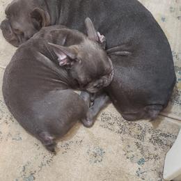 French Bulldog All Grown Up from Fetching Frenchies of SWFL