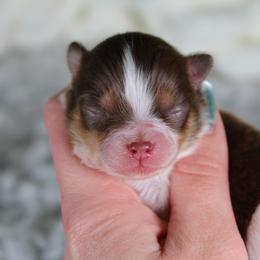 AKC Walker - Chocolate parti male Pomeranian puppy in Albany, Indiana from Hatz Off Puppies