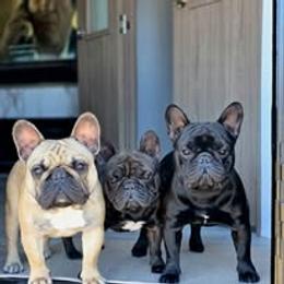 French Bulldog Puppies from Reds Frenchies
