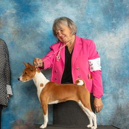 Billy - Basenji