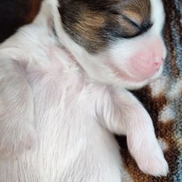 Ziva - Parti female Lhasa Apso puppy in Jefferson, New York from Absolute Lhasa Love