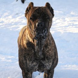 Phantom - Cane Corso