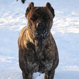 Phantom - Cane Corso