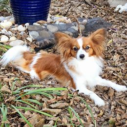 Biewer Terrier and Papillon All Grown Up from Southern Belle's Biewer Terriors & Papillons