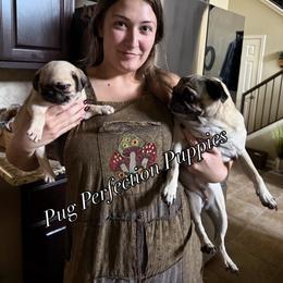 Pug Puppies from Pug Perfection Puppies