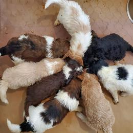 Goldendoodle Puppies from Doodles of Colorado