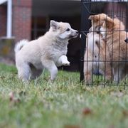 Icelandic Sheepdog Puppies from Valhalla Icelandic Sheepdogs