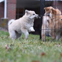 Icelandic Sheepdog Puppies from Valhalla Icelandic Sheepdogs