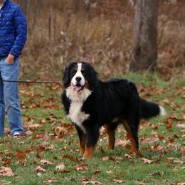 Conley - Black rust and white male Bernese Mountain Dog puppy in Auburn, Indiana from Swamp Creek Berners