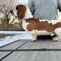 Cowboy - Basset Hound