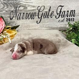 NGF Ziah - White and red merle female Border Collie puppy in Moody, Texas from Narrow Gate Farm