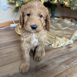 Orange - Apricot female Goldendoodle puppy in Rockford, Ohio from 419 Goldendoodles
