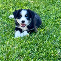 Pasquel - Black tri male Miniature Australian Shepherd puppy in California from Eagle River Aussies