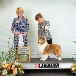 Shetland Sheepdog All Grown Up from Leigh Hi Shelties