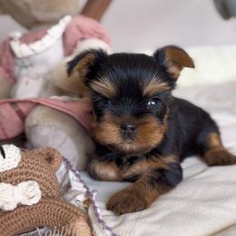 Evangeline - Black and gold female Yorkshire Terrier puppy in North Port, Florida from Noble Pets
