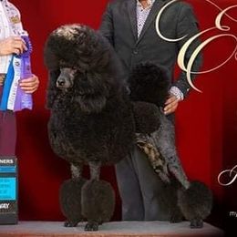 Esme - Poodle