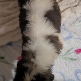 Maya - Mahogany and white female Saint Bernard puppy in Brandon, South Dakota from Split Rock Saints