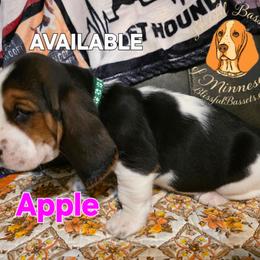 Apple - Black white and brown female Basset Hound puppy in Princeton, Minnesota from Blissful Basset Hounds