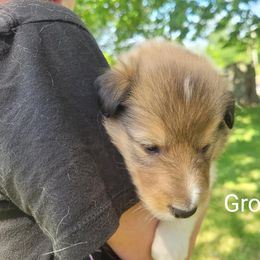 Collie Puppies from Jamie Jamie Andersen Andersen