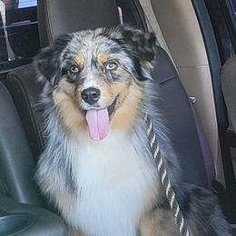 Remi - Miniature American Shepherd