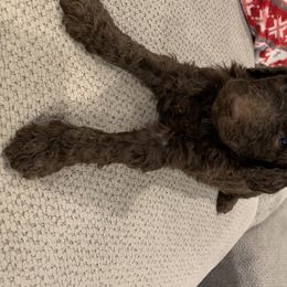 Goldendoodle and Labradoodle Puppies from Jessica Henry