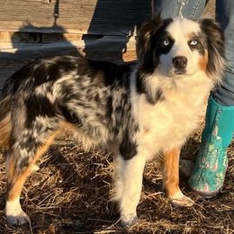 Willow - Australian Shepherd