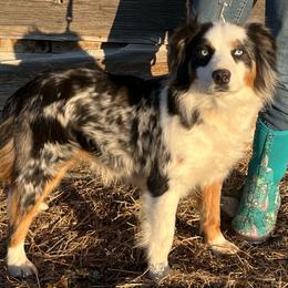 Willow - Australian Shepherd