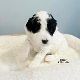 Glacier- Female Reservation 6 - White female Sheepadoodle puppy in Spokane, Washington from Downriver Doodles