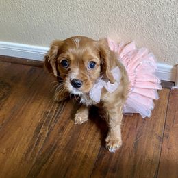 Cavalier King Charles Spaniel Puppies from Cavi Cutie Collective