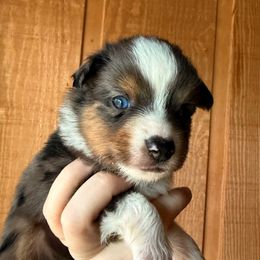 Gravy - Blue merle male Miniature Australian Shepherd puppy in Buchanan, Georgia from Stanleyville Farm Mini Aussies