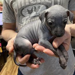 American Hairless Terrier Puppies from Gold Rush Kennels