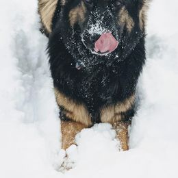 German Shepherd All Grown Up from Vom Lillibruke Strass German Shepherds