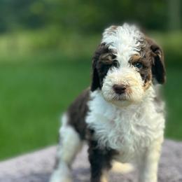 Cash - Chocolate male Goldendoodle puppy in Sanderson, Florida from Serenity Goldendoodles