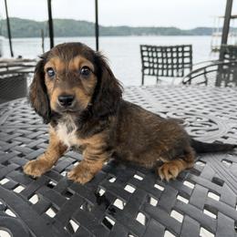 Sable Male - Sable male Dachshund puppy in Gravois Mills, Missouri from Benji’s Babies