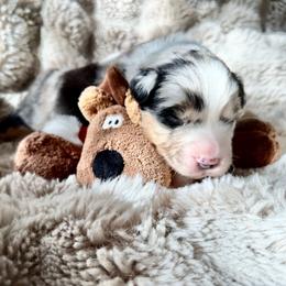 River (BLUE COLLAR) - Blue merle male Australian Shepherd puppy in Morehead City, North Carolina from Crab Point Australian Shepherds