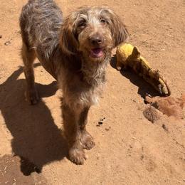 Chewy Jr - Brown and white male Aussiedoodle puppy in San Diego (Jamul), California from Lee Valley Scotties