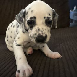 Lumpy - White and black male Dalmatian puppy in Fort Cavasos, Texas from Mainstreet Dalmation