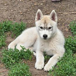Flareon - Gray and white female Siberian Husky puppy in Le Sueur, Minnesota from Tevana Siberians LLC