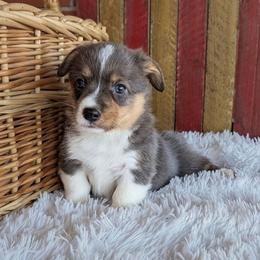 Bonnie - Blue merle and white female American Corgi puppy in Shawnee, Oklahoma from Sunray Ranch