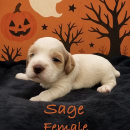 Sage - Tri-color female Australian Labradoodle puppy in Eastover, North Carolina from Joyful Hearts Australian Labradoodles