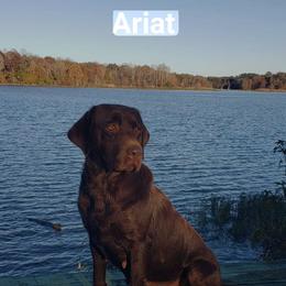 Labrador Retriever puppies from Keller's Retrievers