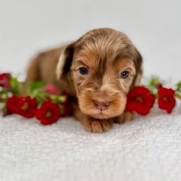 Bernedoodle and Cavapoo Puppies from Dulcito Doodles